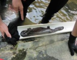 scientists with hellbender